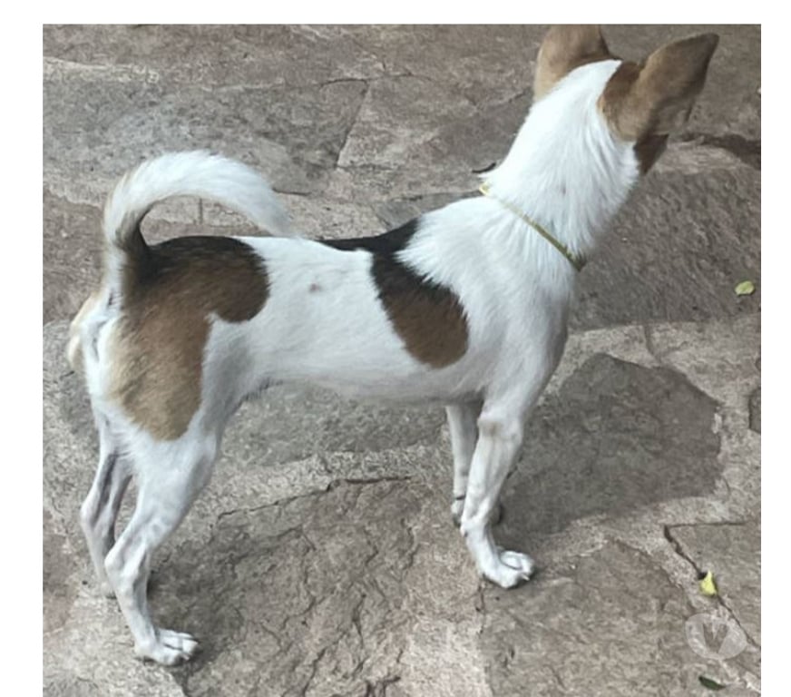 Don animaux Var Toulon - Photos Vivastreet VAO Chihuahua 8 mois (Non Lof) 3,4kgs attend SA Famille VAR