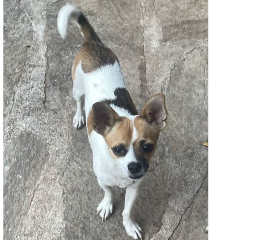 Don animaux Var Toulon - Photos Vivastreet VAO Chihuahua 8 mois (Non Lof) 3,4kgs attend SA Famille VAR