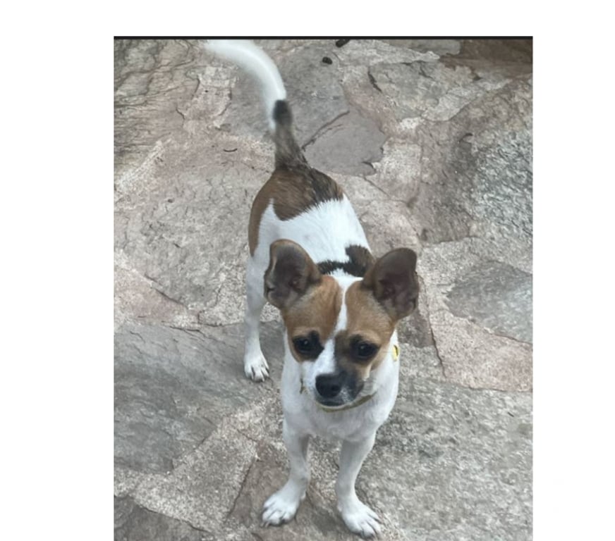 Don animaux Var Toulon - Photos Vivastreet VAO Chihuahua 8 mois (Non Lof) 3,4kgs attend SA Famille VAR