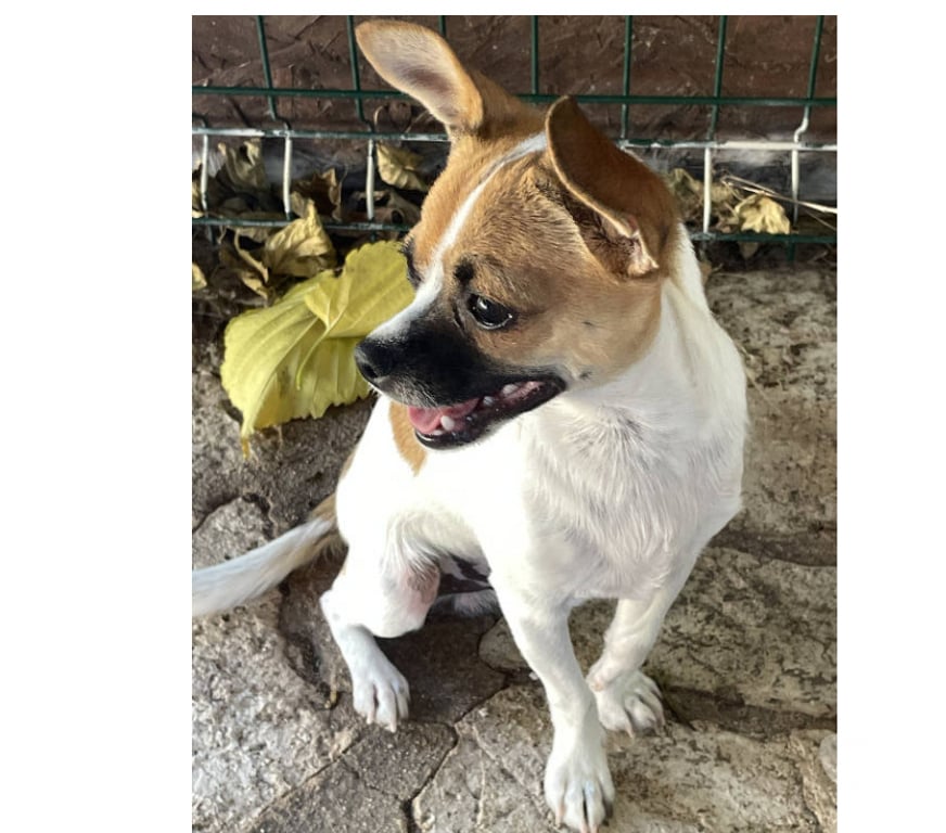 Don animaux Var Toulon - Photos Vivastreet VAO Chihuahua 8 mois (Non Lof) 3,4kgs attend SA Famille VAR