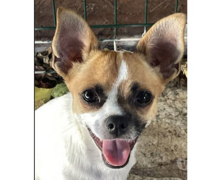 Don Toulon Toulon - Photos Vivastreet VAO Chihuahua 8 mois (Non Lof) 3,4kgs attend SA Famille VAR