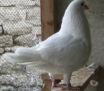Pigeons de chair