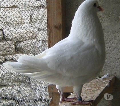 Vente animaux Bagneaux sur Loing Seine-et-Marne - Photos Vivastreet Pigeons de chair