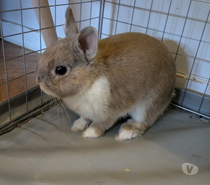 BULLE, adorable lapereau nain à adopter