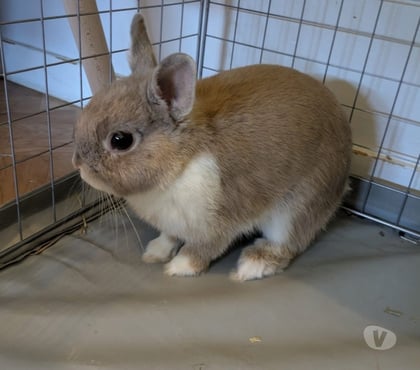 Vente animaux Abbaretz Loire-Atlantique - Photos Vivastreet BULLE, adorable lapereau nain à adopter