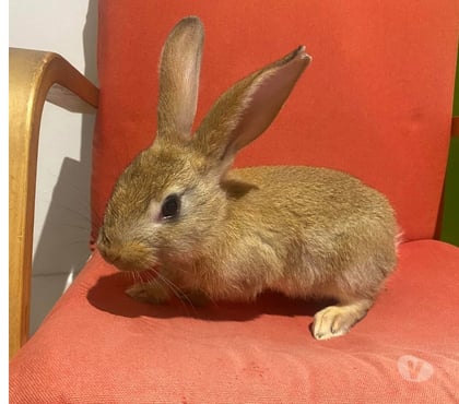 Vente animaux Vertou Loire-Atlantique - Photos Vivastreet MCKAY, adorable lapereau à adopter via l'association UMA