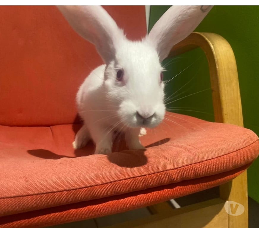 Vente Loire-Atlantique Vertou - 44120 - Photos Vivastreet CARSON, adorable lapine à adopter via l'association UMA