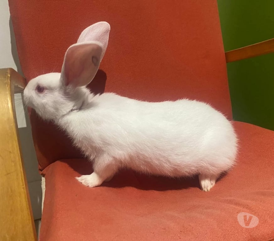 Vente Loire-Atlantique Vertou - 44120 - Photos Vivastreet CARSON, adorable lapine à adopter via l'association UMA