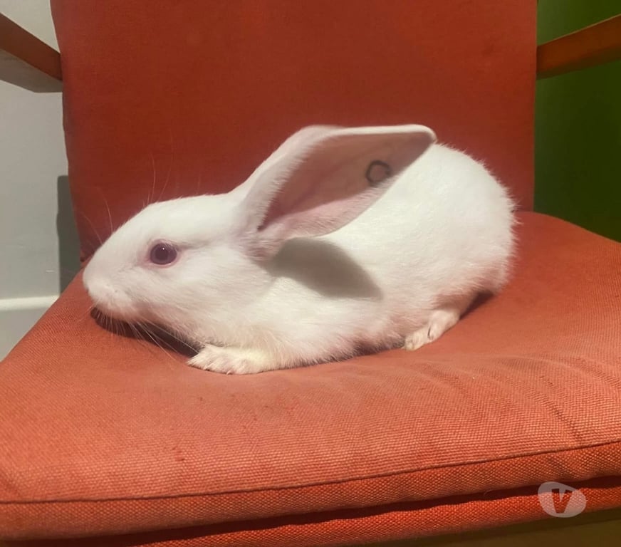 Vente Loire-Atlantique Vertou - 44120 - Photos Vivastreet CARSON, adorable lapine à adopter via l'association UMA