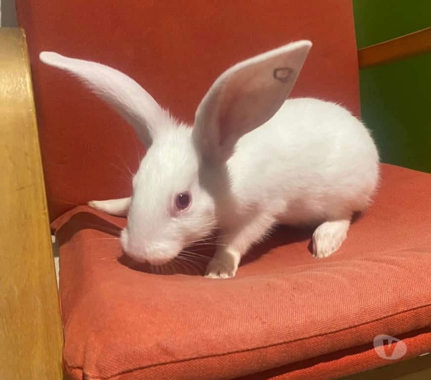 Vente Loire-Atlantique Vertou - 44120 - Photos Vivastreet CARSON, adorable lapine à adopter via l'association UMA