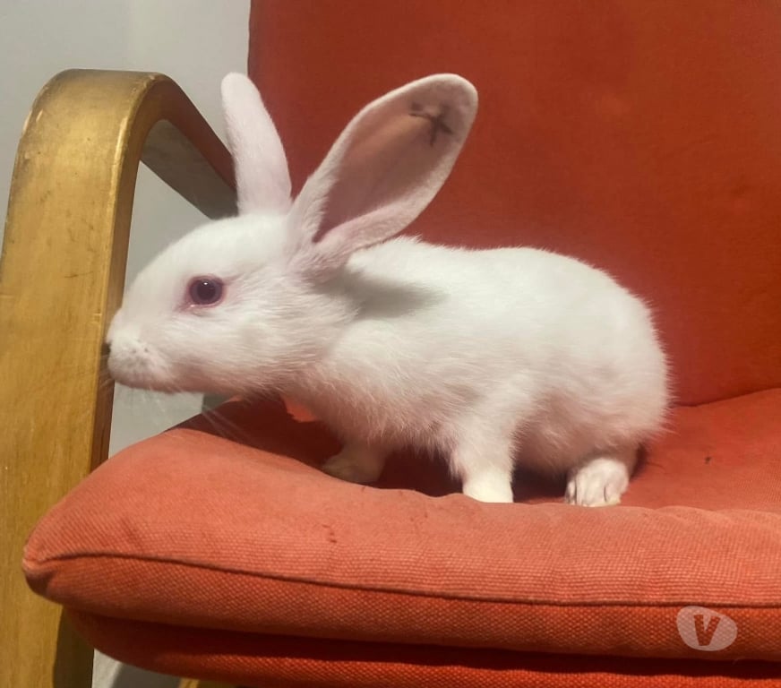 Vente Loire-Atlantique Vertou - 44120 - Photos Vivastreet AIDEN, adorable lapine à adopter via l'association UMA