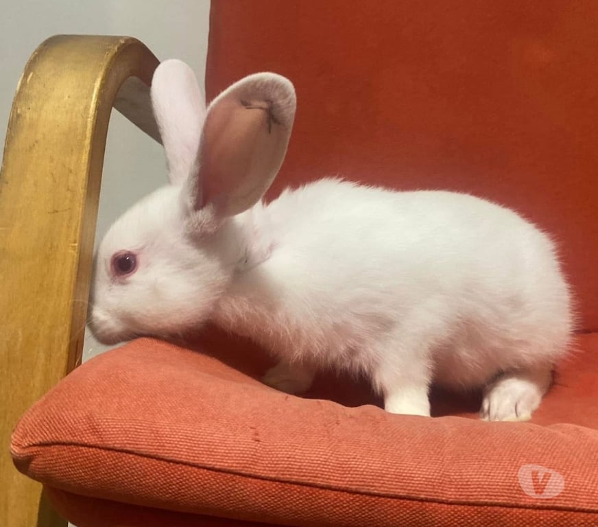 Vente Loire-Atlantique Vertou - 44120 - Photos Vivastreet AIDEN, adorable lapine à adopter via l'association UMA