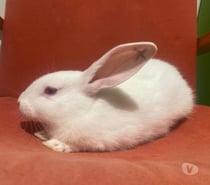 AIDEN, adorable lapine à adopter via l'association UMA