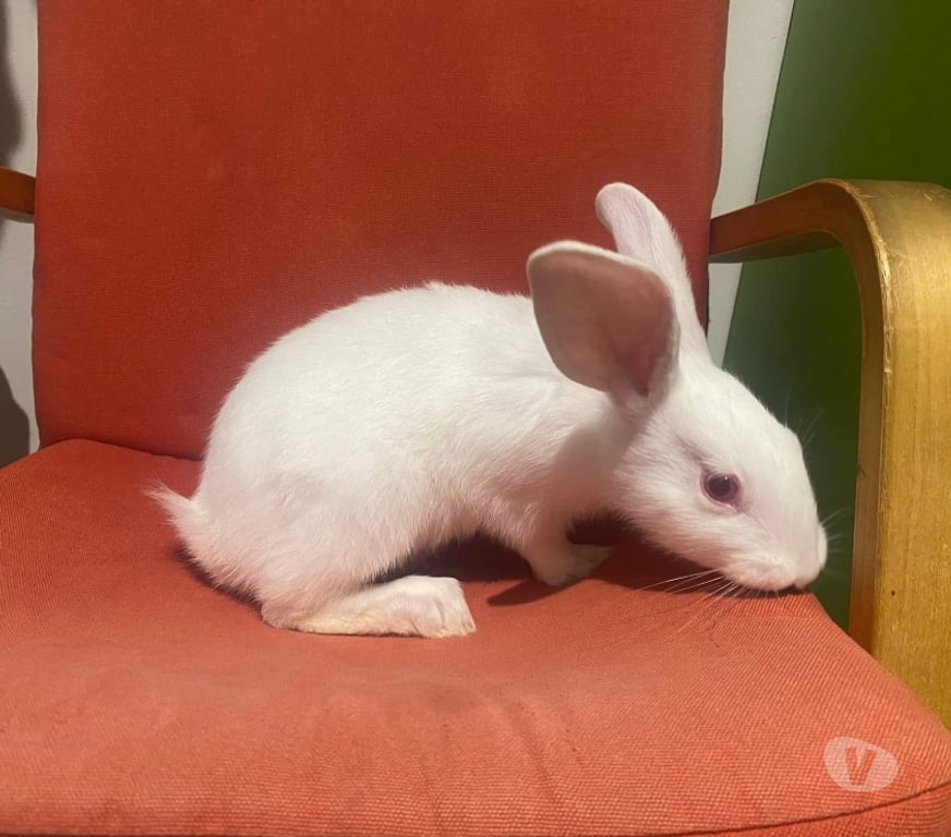 Vente Loire-Atlantique Vertou - 44120 - Photos Vivastreet RONON, adorable lapereau à adopter via l'association UMA