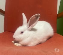 RONON, adorable lapereau à adopter via l'association UMA