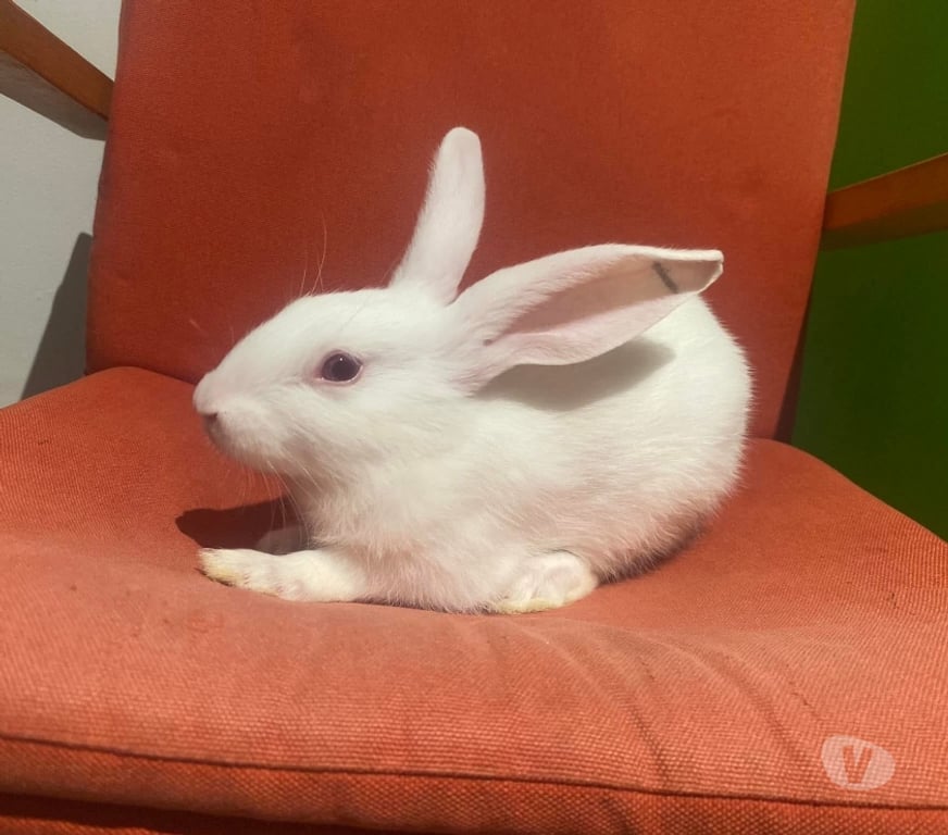 Vente Loire-Atlantique Vertou - 44120 - Photos Vivastreet TEYLA, adorable lapine à adopter via l'association UMA