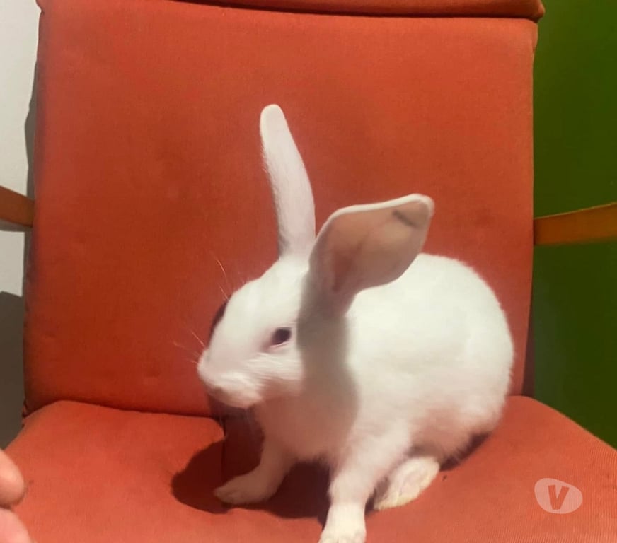 Vente Loire-Atlantique Vertou - 44120 - Photos Vivastreet TEYLA, adorable lapine à adopter via l'association UMA