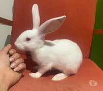 TEYLA, adorable lapine à adopter via l'association UMA