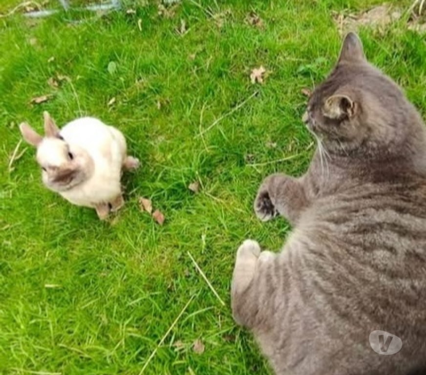 Vente Vendée La Roche sur Yon - 85000 - Photos Vivastreet ASTRO, adorable lapereau nain à adopter
