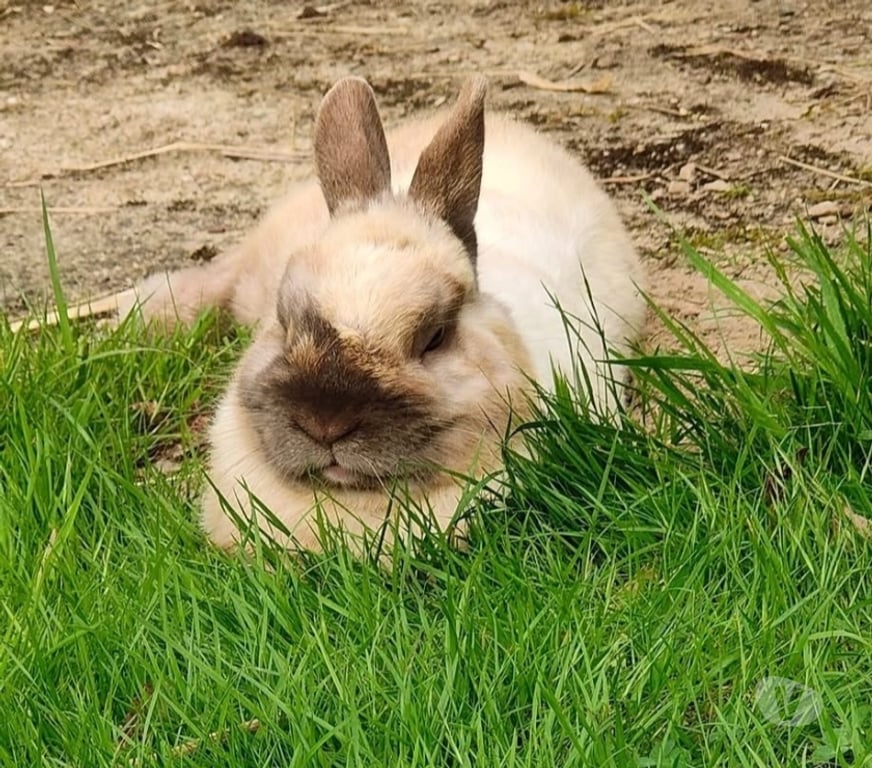 Vente Vendée La Roche sur Yon - 85000 - Photos Vivastreet ASTRO, adorable lapereau nain à adopter