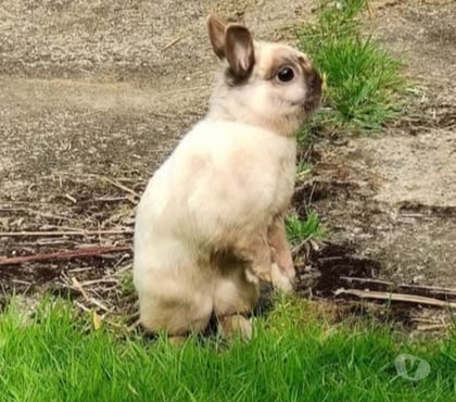 Vente animaux La Roche sur Yon Vendée - Photos Vivastreet ASTRO, adorable lapereau nain à adopter