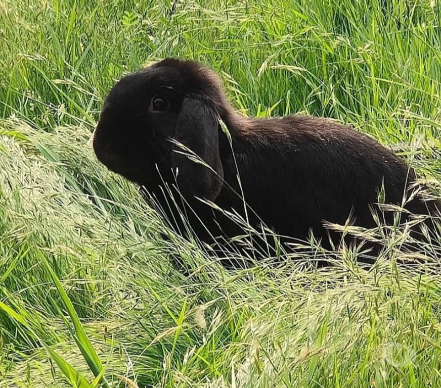 Vente Vendée La Roche sur Yon - 85000 - Photos Vivastreet MACHO, adorable lapin nain Bélier à adopter