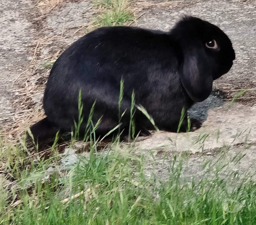 Vente Vendée La Roche sur Yon - 85000 - Photos Vivastreet MACHO, adorable lapin nain Bélier à adopter