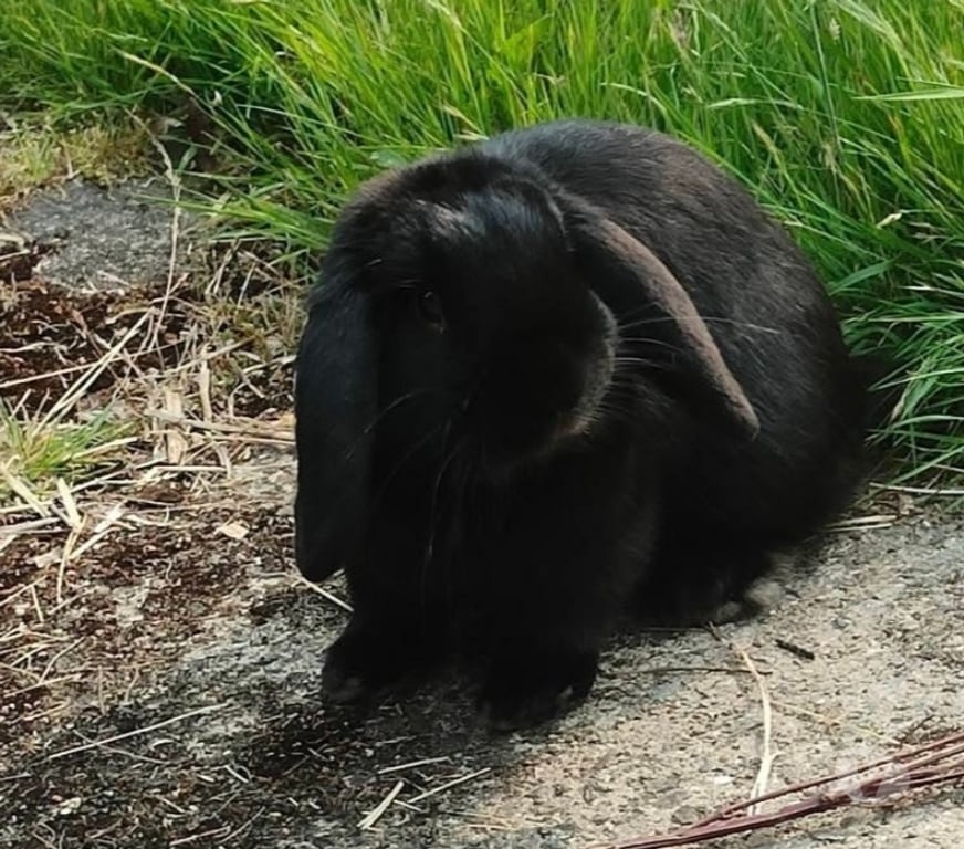 Vente Vendée La Roche sur Yon - 85000 - Photos Vivastreet MACHO, adorable lapin nain Bélier à adopter