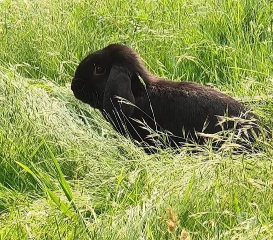 Vente Vendée La Roche sur Yon - 85000 - Photos Vivastreet MACHO, adorable lapin nain Bélier à adopter