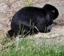 MACHO, adorable lapin nain Bélier à adopter