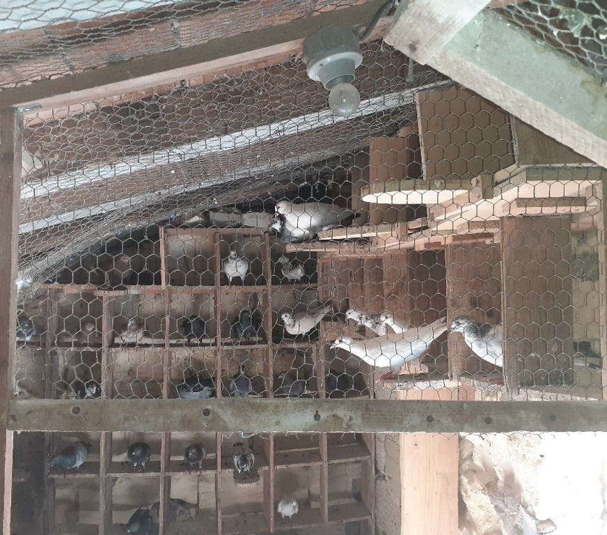 Vente Gironde Begles - 33130 - Photos Vivastreet COUPLES de PIGEONS
