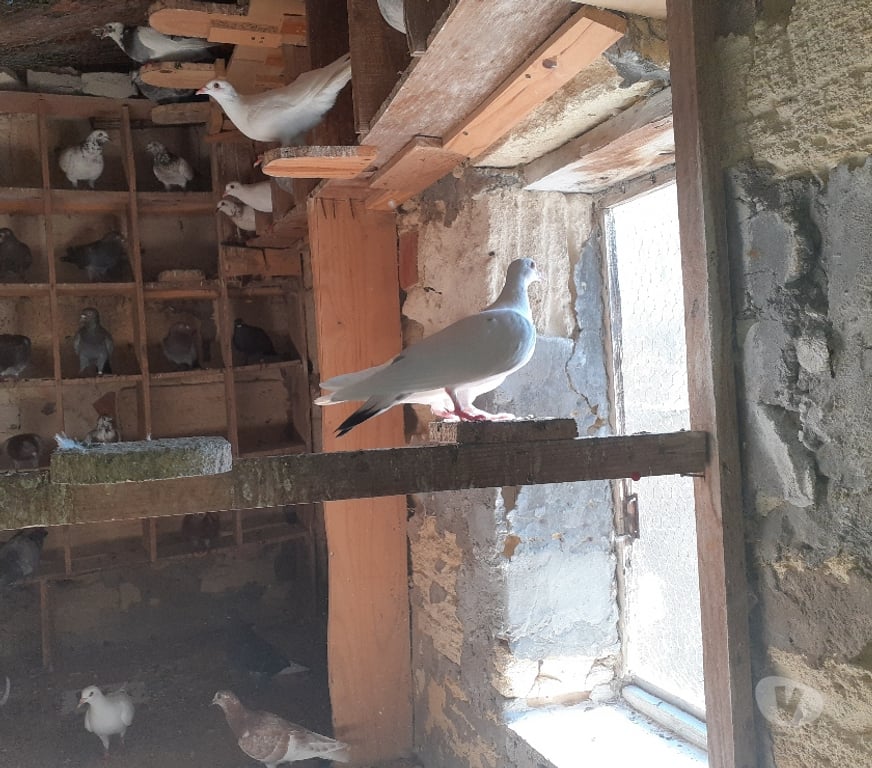 Vente Gironde Begles - 33130 - Photos Vivastreet COUPLES de PIGEONS