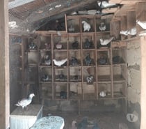 COUPLES de PIGEONS