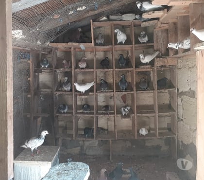 Vente Begles Gironde - Photos Vivastreet COUPLES de PIGEONS