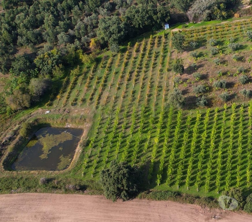Vente Terres Agricoles Portugal - Photos Vivastreet Verger Constructible pour 2 Villas - 5Ha - Cadre Enchanteur
