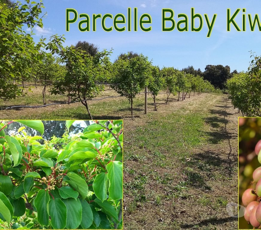 Vente Terres Agricoles Portugal - Photos Vivastreet Verger Constructible pour 2 Villas - 5Ha - Cadre Enchanteur