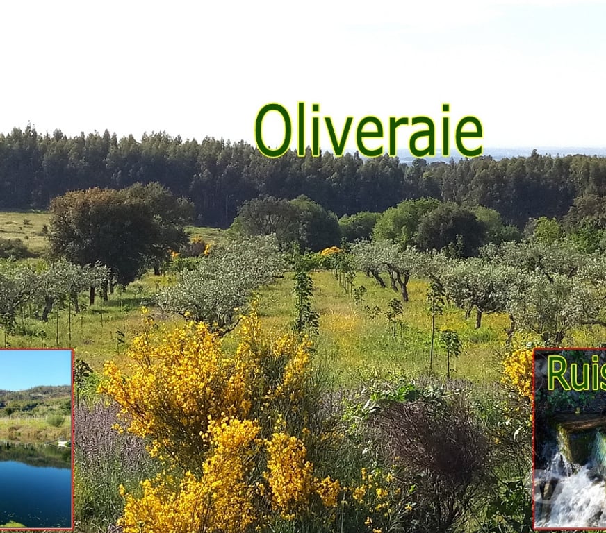 Vente Terres Agricoles Portugal - Photos Vivastreet Verger Constructible pour 2 Villas - 5Ha - Cadre Enchanteur
