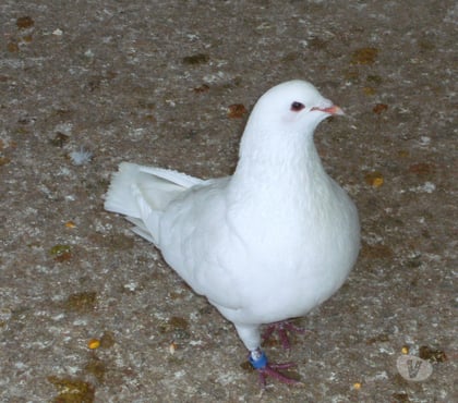 Vente animaux Bagneaux sur Loing Seine-et-Marne - Photos Vivastreet Pigeons reproducteurs hubbell blanc