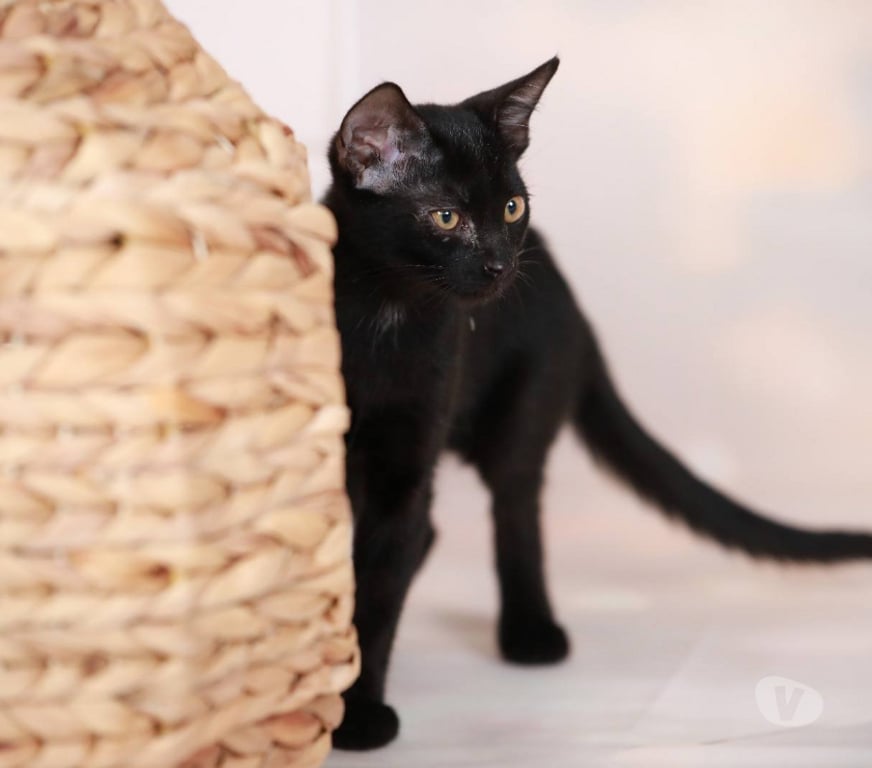 Don animaux Aude Carcassonne - Photos Vivastreet Abby adorable chatonne 3 mois cherche famille