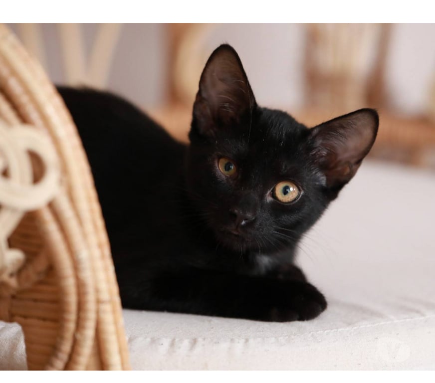 Don animaux Aude Carcassonne - Photos Vivastreet Abby adorable chatonne 3 mois cherche famille