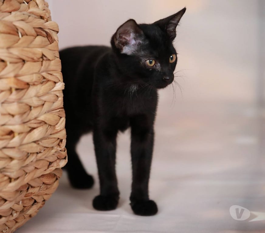 Don animaux Aude Carcassonne - Photos Vivastreet Abby adorable chatonne 3 mois cherche famille