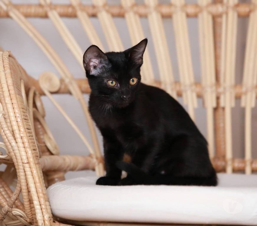 Don animaux Aude Carcassonne - Photos Vivastreet Abby adorable chatonne 3 mois cherche famille