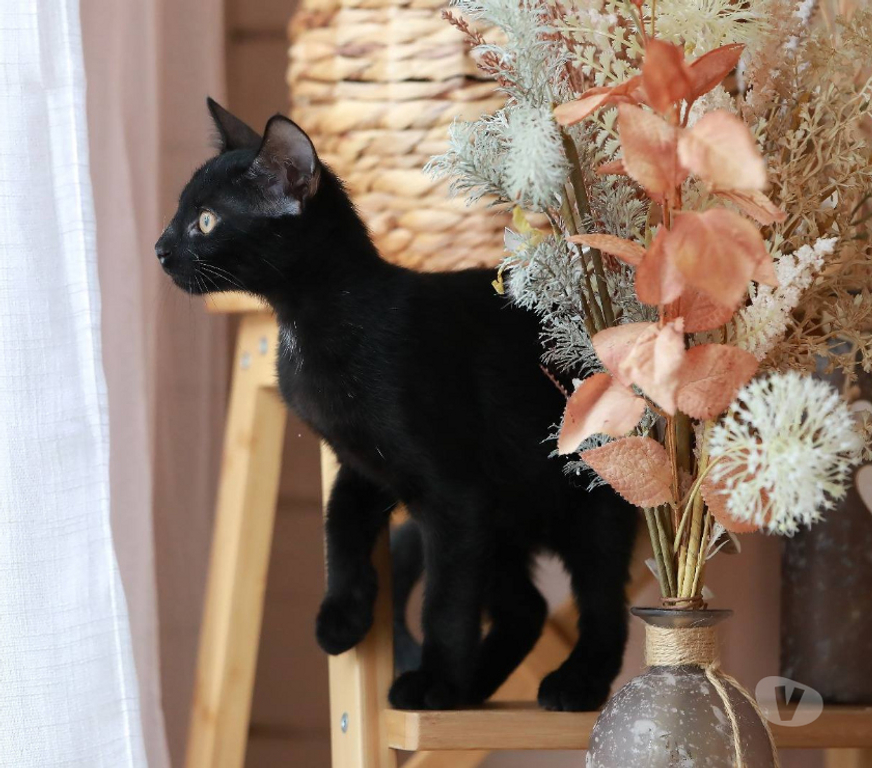 Don animaux Aude Carcassonne - Photos Vivastreet Abby adorable chatonne 3 mois cherche famille