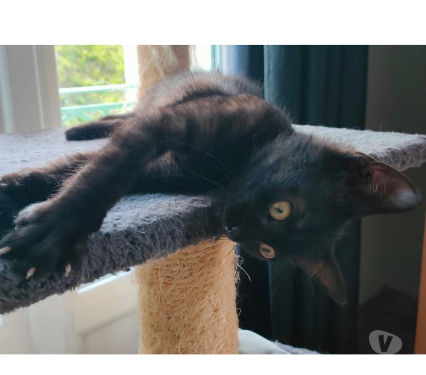 Don animaux Aude Carcassonne - Photos Vivastreet Chaton adorable Chris 3 mois a adopter