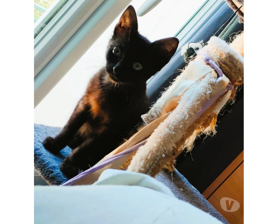 Don animaux Aude Carcassonne - Photos Vivastreet Chaton adorable Chris 3 mois a adopter