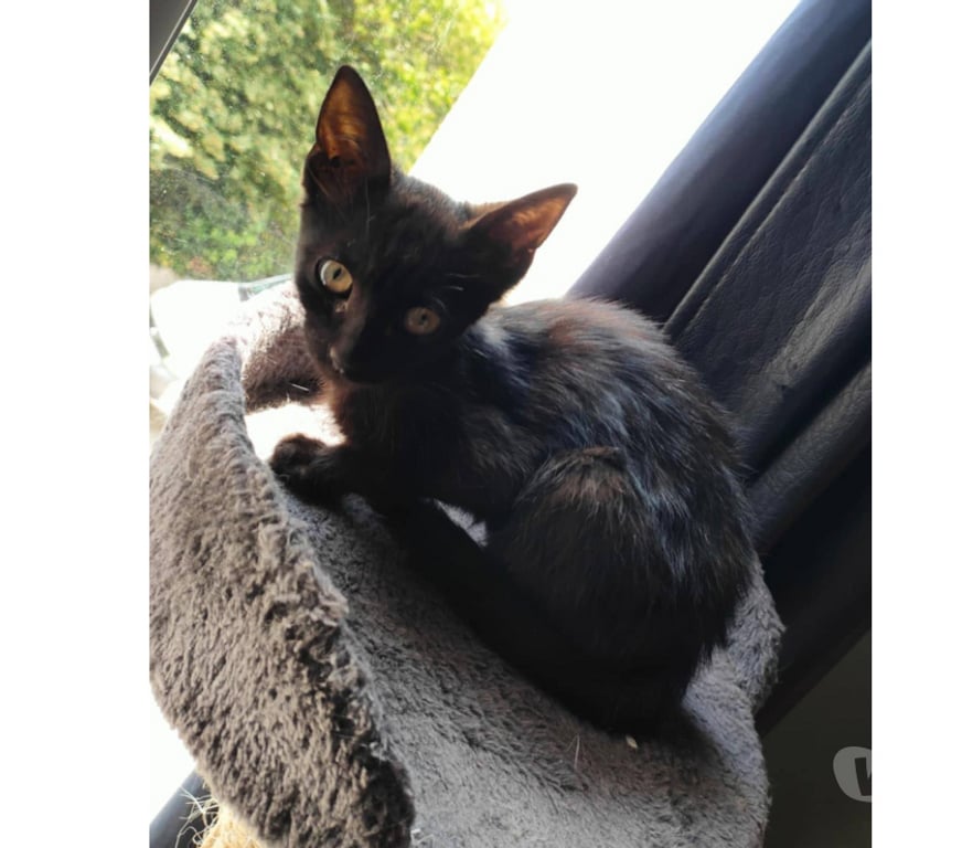 Don animaux Aude Carcassonne - Photos Vivastreet Chaton adorable Chris 3 mois a adopter