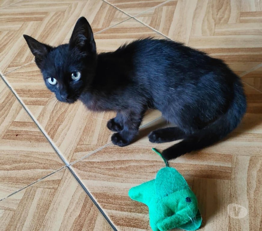 Don animaux Aude Carcassonne - Photos Vivastreet Chaton adorable Chris 3 mois a adopter