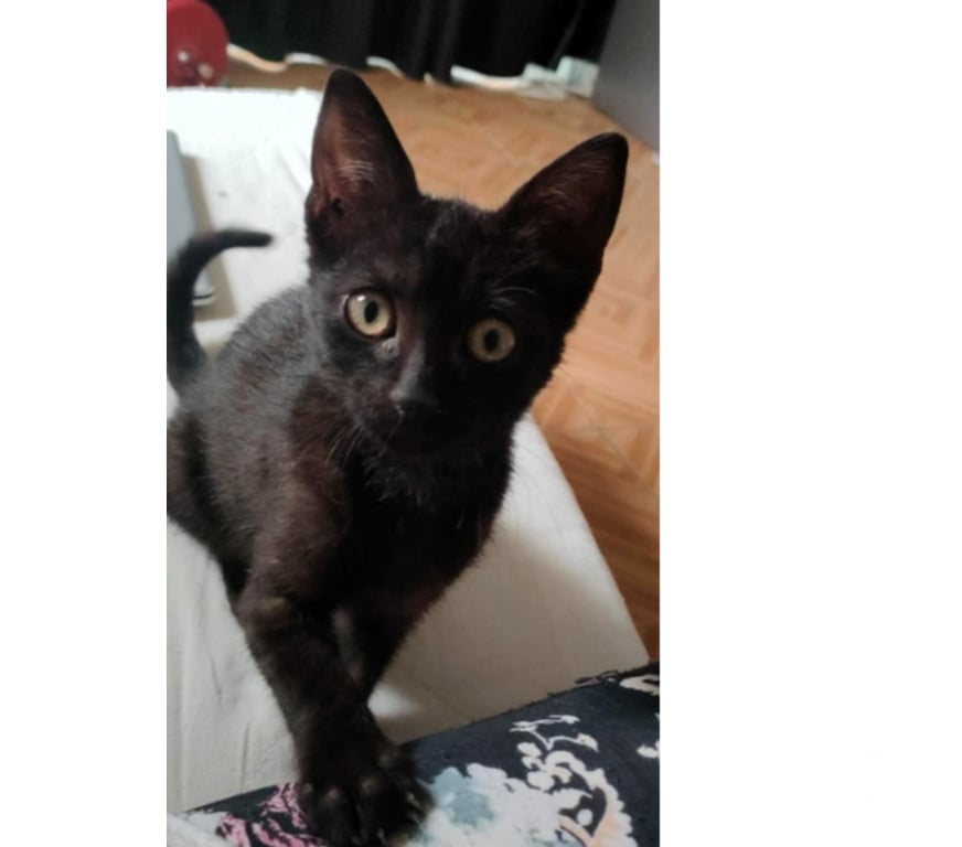 Don animaux Aude Carcassonne - Photos Vivastreet Chaton adorable Chris 3 mois a adopter