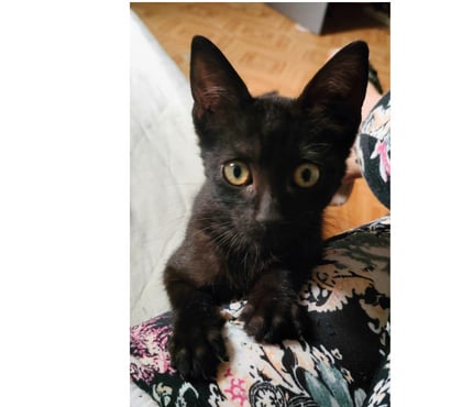 Don animaux Carcassonne Carcassonne - Photos Vivastreet Chaton adorable Chris 3 mois a adopter