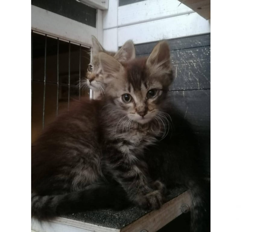 Don animaux Aude Carcassonne - Photos Vivastreet Baba chaton 2 mois et demi a poils longs A ADOPTER